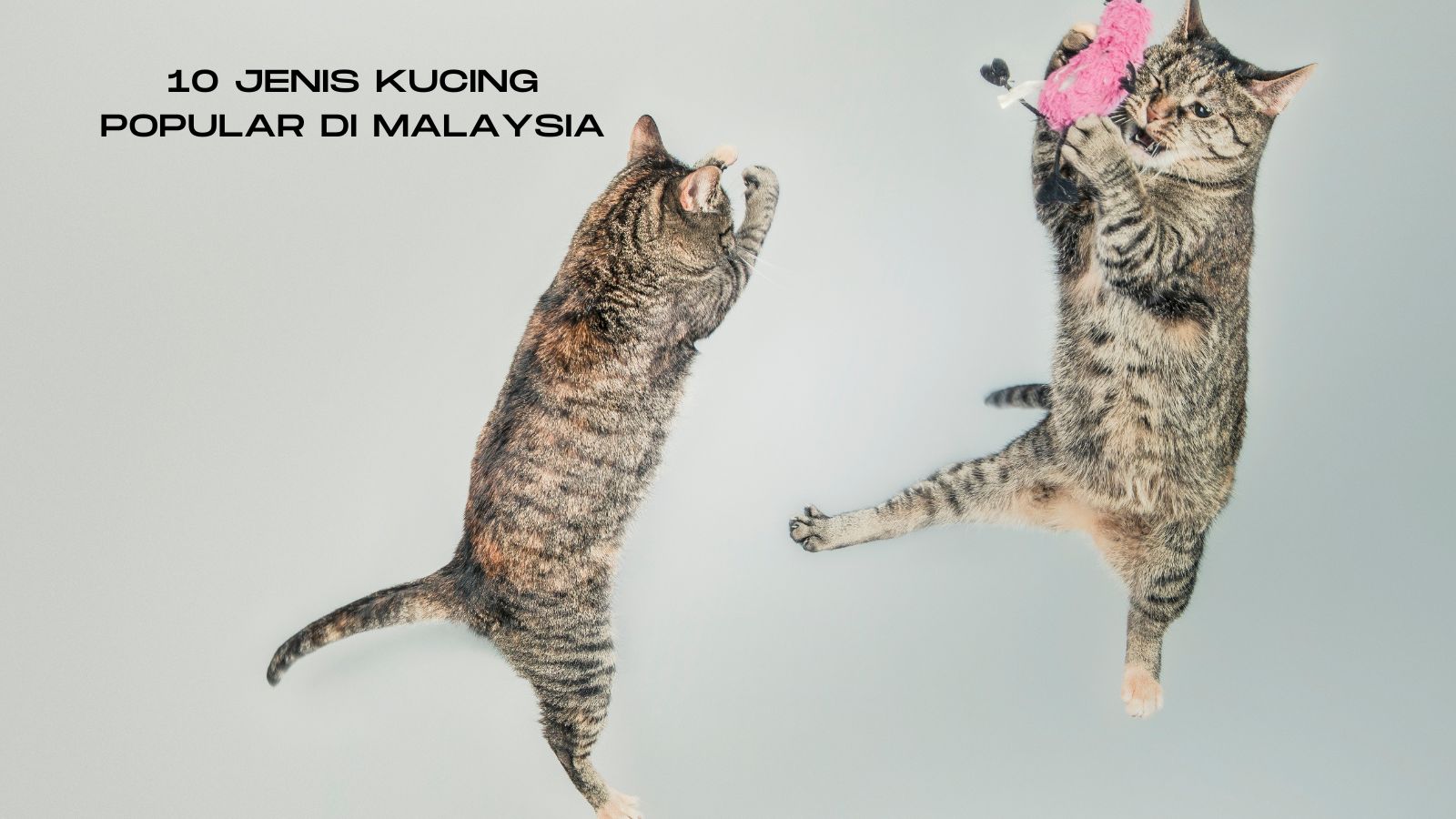 jenis kucing