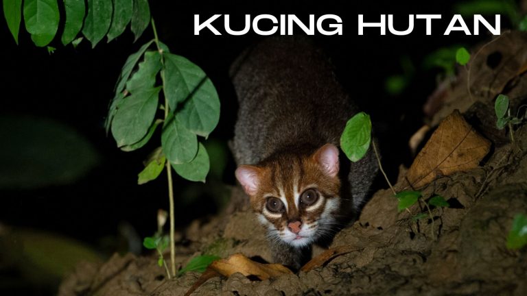 kucing hutan