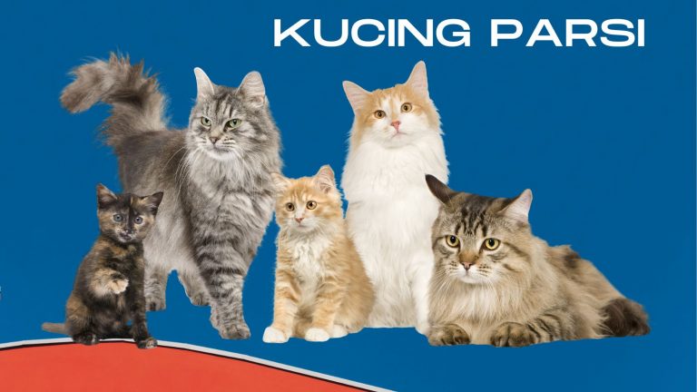 kucing parsi